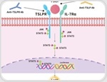 In vitro strategies for developing anti-TSLP biotherapeutics