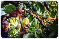 How Defined Microbes Decide Chocolate Flavor
