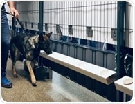Concertgoers back detection dogs as practical COVID-19 screening tool in real-world trial