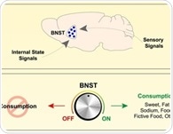Scientists uncover brain circuit that turns cravings into eating behavior