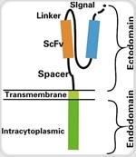A universal solution emerges: Anti-linker antibodies simplify CAR-T detection and development
