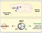 Scientists uncover brain circuit that turns cravings into eating behavior