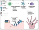 Myasthenia gravis and the importance of protecting muscle health
