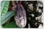 CRISPR Breakthrough Makes Cacao Plants More Resistant To Deadly Disease