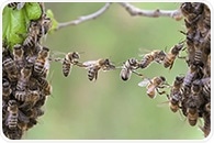 Honeybee Food-Sharing Genes Linked to Human Social Behavior