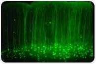 Comprehensive Guide Sets New Standards for Plant Fluorescence Imaging