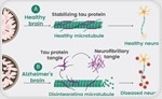 The role of SignalChem’s Tau proteins in fast-tracking neurodegenerative research