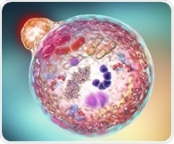 Scientists uncover a key mechanism that protects the skin from harmful inflammation