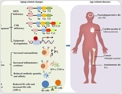 How shifting antibodies fuel aging and the new therapies aiming to slow it
