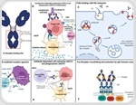 Fc engineering and the antibody immune code