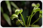 Venus Flytrap: The Chemical Mechanosensors that Make Them Snap