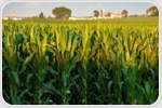 ML and Volume Modeling Boosts Corn Biomass Prediction