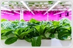 Vertical Farming Could Secure UK Food Supply – If it Solves its Carbon Problem