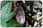 CRISPR Breakthrough Makes Cacao Plants More Resistant To Deadly Disease