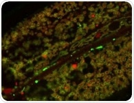 How Leucine Boosts Cellular Energy Production