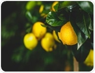 Research shows citrus and grape compounds may protect against type 2 diabetes