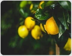 Research shows citrus and grape compounds may protect against type 2 diabetes