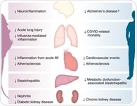 GLP-1 drugs calm inflammation beyond diabetes and weight loss