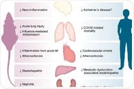 GLP-1 drugs calm inflammation beyond diabetes and weight loss