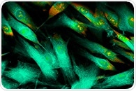New gene-editing method can correct many disease-causing mutations in mammalian cells