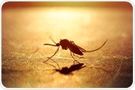 Single-dose malaria treatment using four drugs achieves high cure rates in clinical trial
