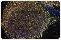 SwRI-developed single-use 3D-printed bioreactor harvests induced Pluripotent Stem Cells