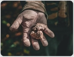 What makes truffles more than a delicacy? They’re packed with bioactive compounds