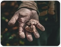 What makes truffles more than a delicacy? They’re packed with bioactive compounds