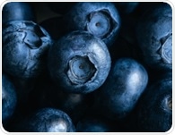 Daily berries and cocoa enhance mood by targeting key brain pathways