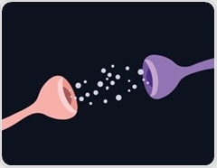 Tirzepatide reveals a brain signal that predicts returning food preoccupation
