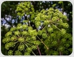 What Is Angelica Root? Benefits, Nutrition, and How It Supports Women’s Health