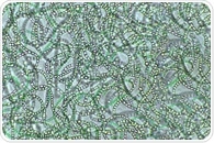 Cyanobacteria Change Their Genetic Activity After Sunset