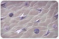 Scientists investigate the role of the extracellular matrix in tissue growth