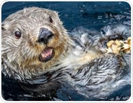 ‘Forever chemicals’ build up in British Columbia sea otters