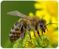 Estrogen drives gut pain and explains higher rates of IBS in women