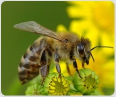 Estrogen drives gut pain and explains higher rates of IBS in women