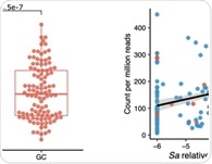 New evidence reveals Streptococcus anginosus promotes gastric cancer development