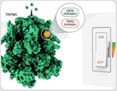 Identifying molecules that activate and inhibit key protein function