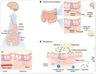 The gut is not just digestive and new evidence shows it actively controls brain function
