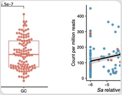 New evidence reveals Streptococcus anginosus promotes gastric cancer development