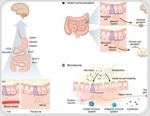 The gut is not just digestive and new evidence shows it actively controls brain function