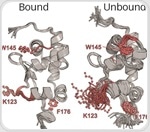 New Insights Into LARP6-RNA Binding Could Lead to Fibrosis Therapies