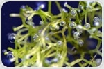 Microbubbles Behind Algae CO2 Conversion Breakthrough