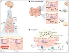 The gut is not just digestive and new evidence shows it actively controls brain function