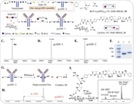 How CDMOs Drive Higher ADC Manufacturing Yields in One Step
