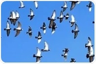 Gut immune cells follow an atypical pathway to provide long-lasting antiviral protection