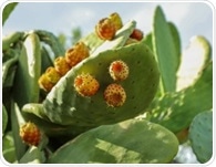 Can edible cactus improve blood sugar and cholesterol? A scientific review