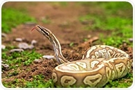 Nanobody Antivenom Protects Against Deadly African snakebites