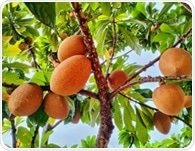 Health Benefits and Nutritional Value of Mamey Sapote