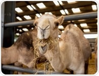 Camel milk nutrition facts and potential health benefits explained